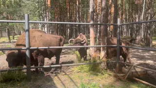 Во Владимирской области обновляют финальный участок дороги к «Мещёре» в 8,7 км