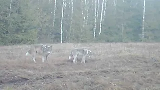 Во Владимирской области появились волкособы
