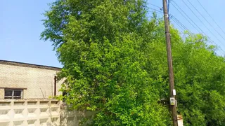 В поселке Владимирской области на линии электропередач упало дерево