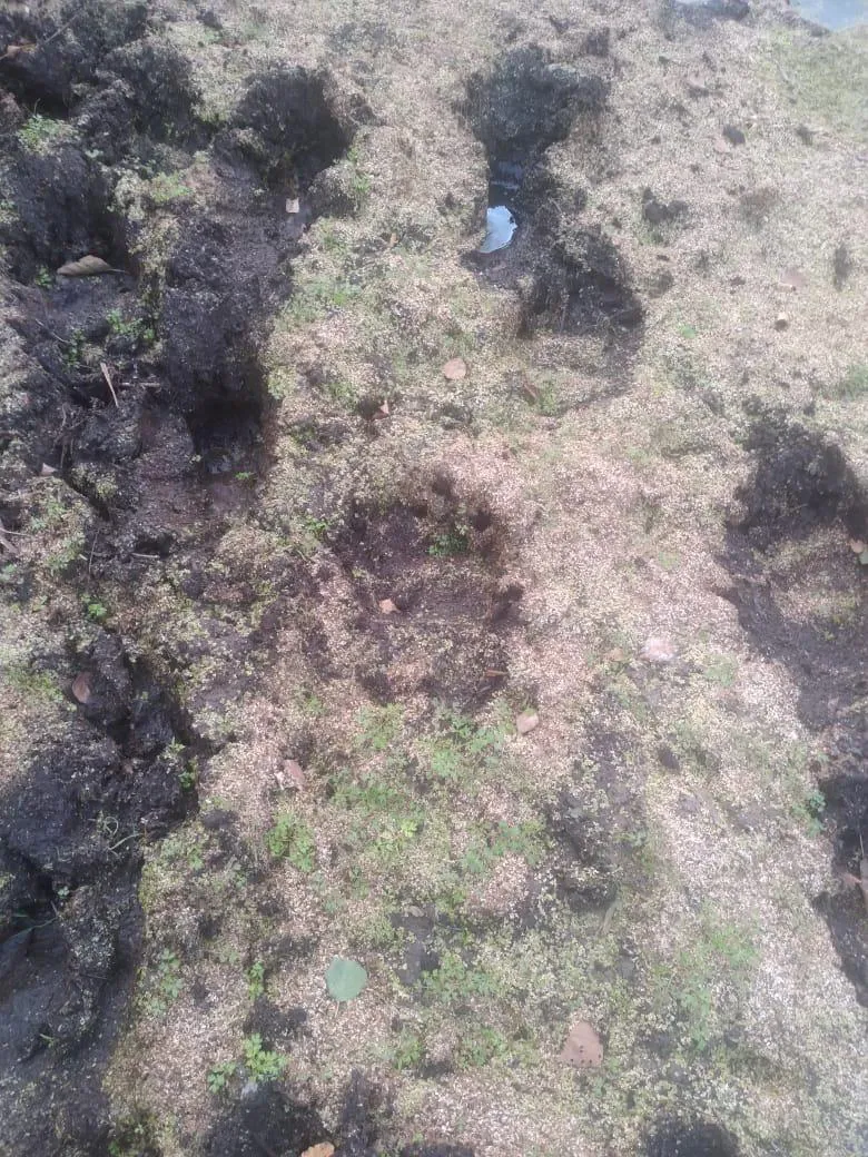 На севере Вязниковского района заметили присутствие бурых медведей