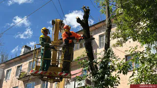 На улице Усти-на-Лабе областного центра вырубают деревья