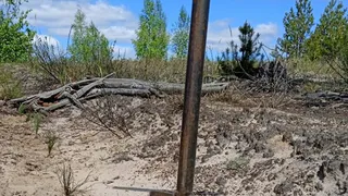 В 2024 году во Владимирской области восстановлено 6,5 тысячи гектаров леса