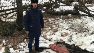 В Камешковском районе браконьеры убили лося