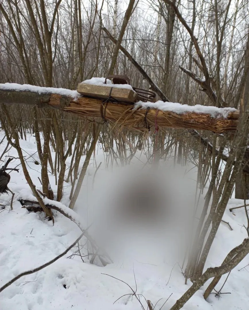 В охотничьих угодьях Вязниковского района обнаружили капканы, запрещенные к использованию