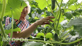 Огурцы только этого и ждут: питательная подкормка увеличит урожай в 5 раз - другие удобрения даже рассматривать не стоит
