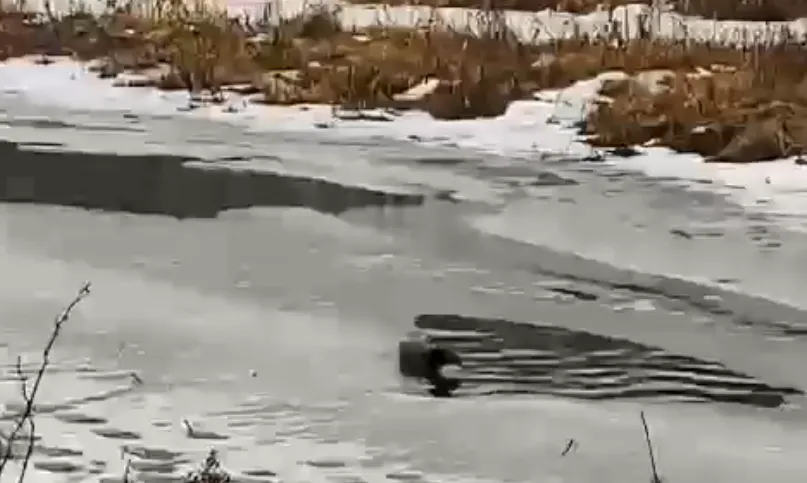 В Киржачском районе засняли «водные процедуры» речной выдры