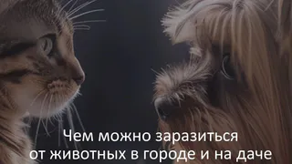 Владимирцам рассказали, как защититься от инфекций, которые переносят питомцы