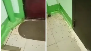 Жительница Владимира изводит соседей тараканами, воем собак и вонью из квартиры