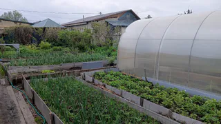 Медведка сбежит с участка, сверкая лапками: 3 простых и действенных лайфхака, которые выгонят вредителя