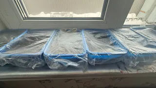 Молодая рассада любит эту «бражку» всего из 1 продукта: достаточно поливать 1 раз в неделю, чтобы любоваться пышными сеянцами на подоконнике