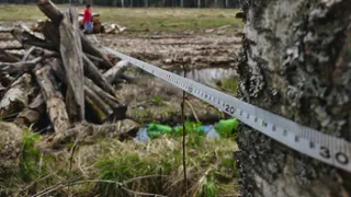Под Кольчугином из-за арендатора участка мог случиться лесной пожар