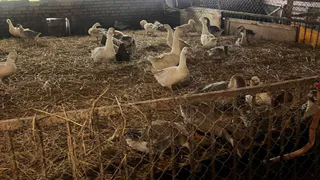 В Суздальском районе выявили проблемы с условиями содержания редких пород гусей