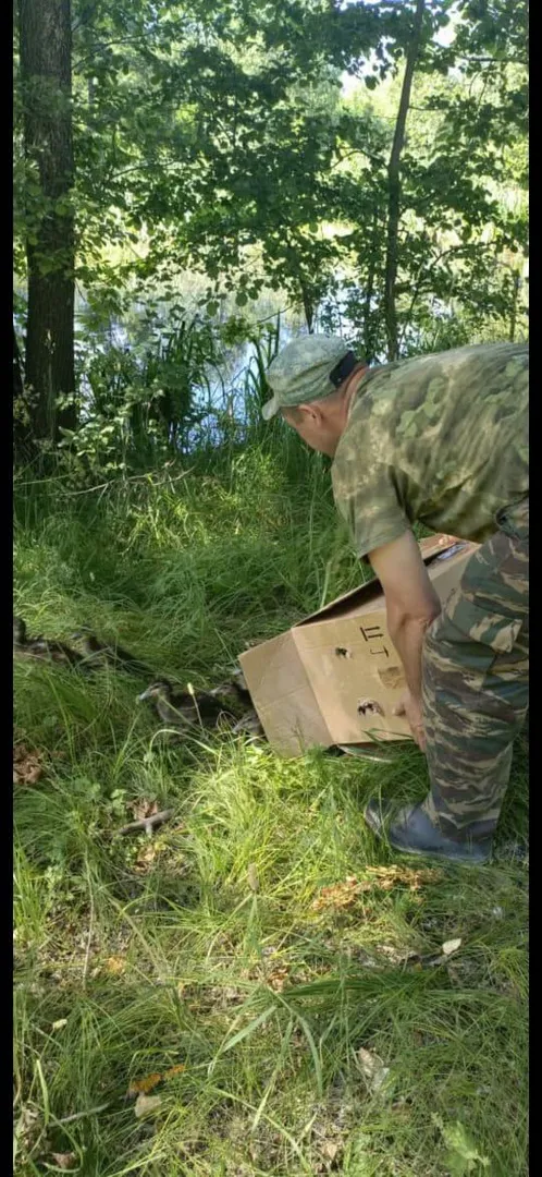 На болотах Владимирской области поселили молодых крякв