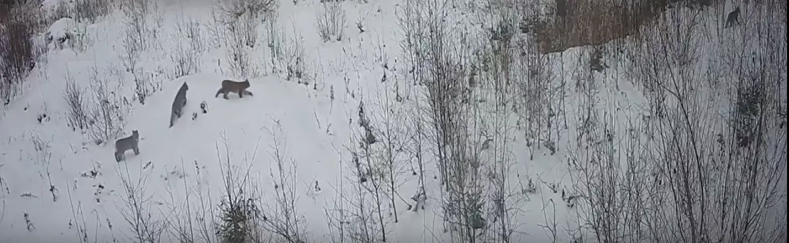 В Петушинском районе фотоловушка запечатлела редкое семейство рысей