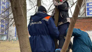 В Коврове спасатели вызволили застрявшего на дереве ребёнка