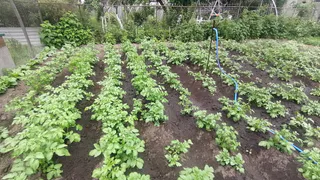Закопала лавровый лист в огороде — и не могу нарадоваться: делаю так каждую осень — эффект радует много лет