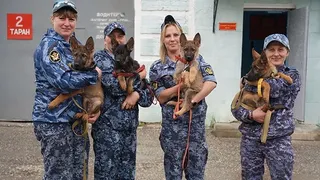 Во Владимирской области служебным щенкам подобрали будущие профессии по темпераментам