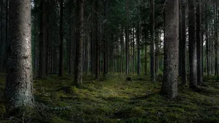 Во Владимирской области нелегально вырубили более 1,6 тысяч кубометров леса