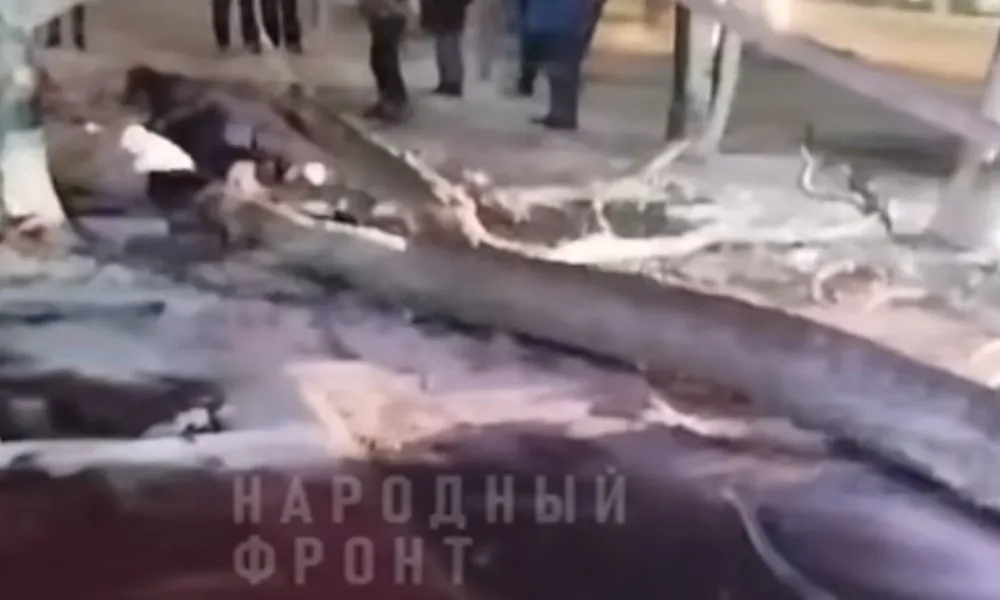 В Гусь-Хрустальном упавшее дерево травмировало прохожих у жилого дома