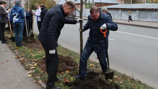 Во Владимире началась высадка новых деревьев в замещение уничтоженным вредителями