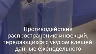 За неделю от укусов клещей во Владимирской области пострадали 66 человек, 22 из них дети