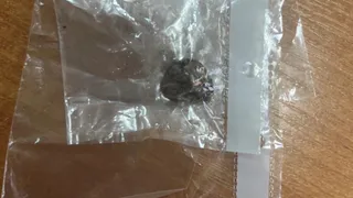 В Коврове перед судом предстанут братья, застрелившие лосиху из карабина