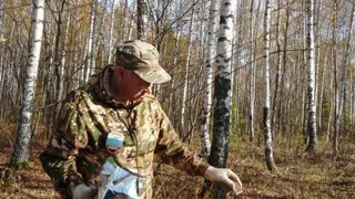 В лесах Владимирской области раскладывают вакцину от бешенства