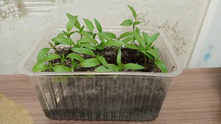2 капли под корень – и вытянутая рассада станет крепче некуда: томаты и перцы будут аки молодые дубки
