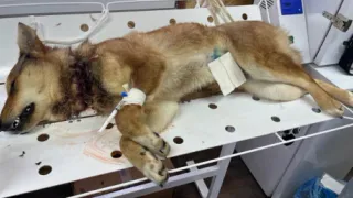 Во Владимире волонтеры спаси собаку с критическими увечьями на шее
