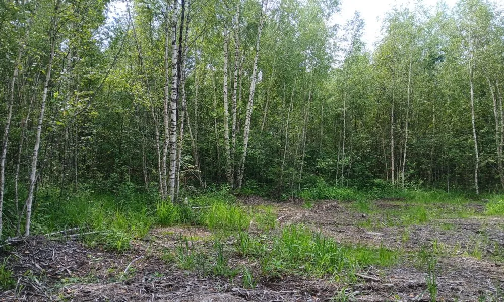 Под Суздалем неизвестные незаконно вырубили деревья на сумму более 130 тысяч рублей