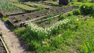 Забудьте про золу и навоз: посыпьте этим грядки в конце мая и собирайте урожай ведрами