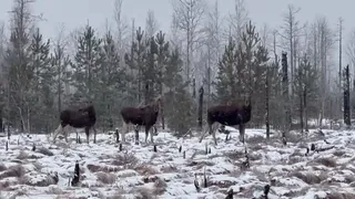 В Вязниковском районе трех лосей запечатлели на камеру