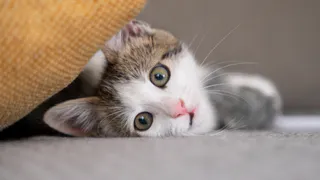 Почему нельзя кормить кошку со стола: объясняет ветеринар