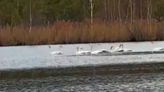 С приходом весны в Камешковский район вернулись лебеди