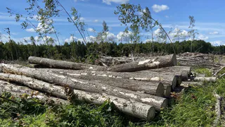 В лесу Владимирской области царит тотальный беспорядок после рубок