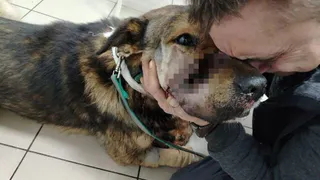 Житель Подмосковья убил из ружья двух собак и ранил их хозяина