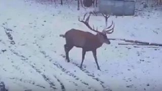 В лесу под Киржачом на фотоловушку запечатлели благородного оленя