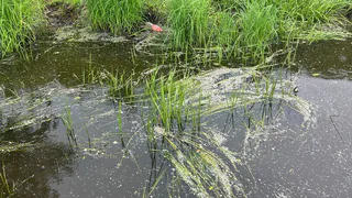 Возбуждено уголовное дело по факту гибели рыбы в Клязьме