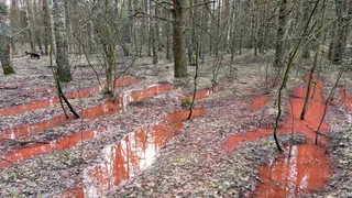 Жители Владимирской области обнаружили багровые реки в местном лесу
