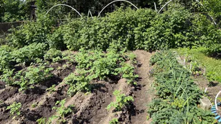 Каждую осень рассыпаю порошок по участку и бед не знаю: на следующий год картофель, томаты, перец и баклажаны отблагодарят урожаем