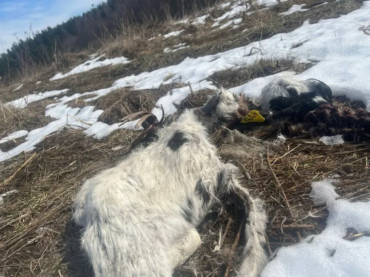 Выброшенные трупы крупного рогатого скота нашли в Киржачском районе