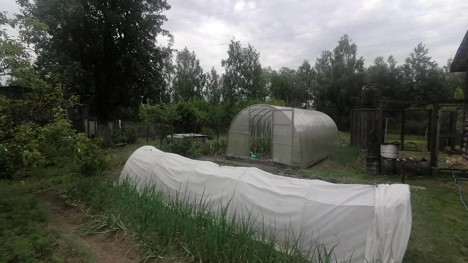Этот сорняк переловит всю тлю: втыкаю по саду — все вредители на нем, а яблони с розами чисты
