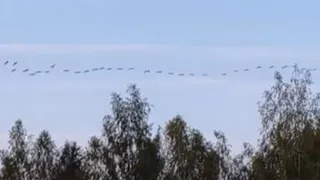 В небе над Меленковским районом засняли большую стаю журавлей